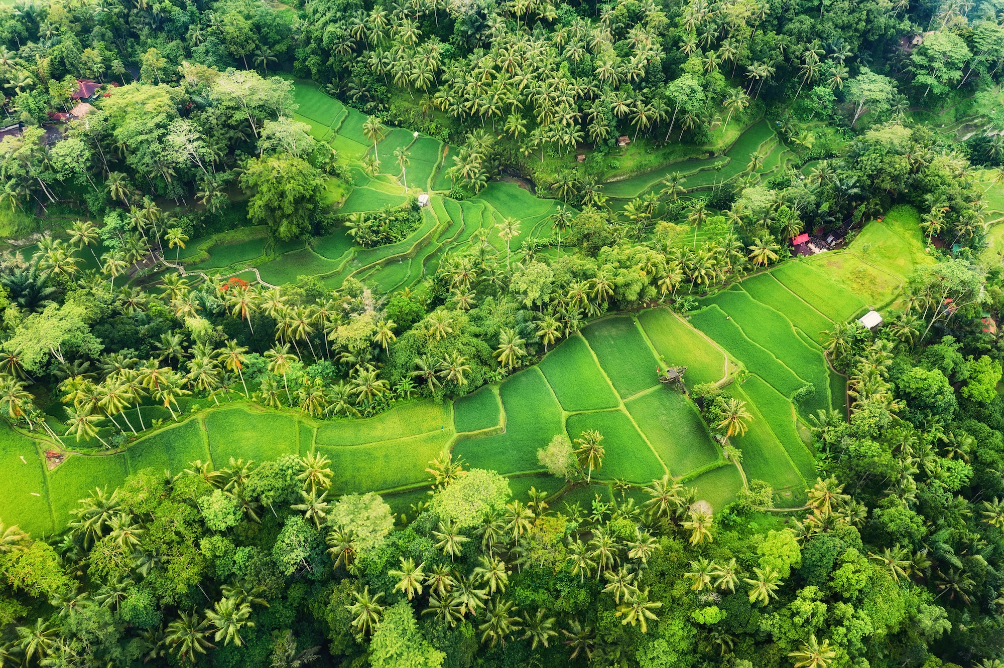 Aerial view of the rice terraces, Bali, Indonesia