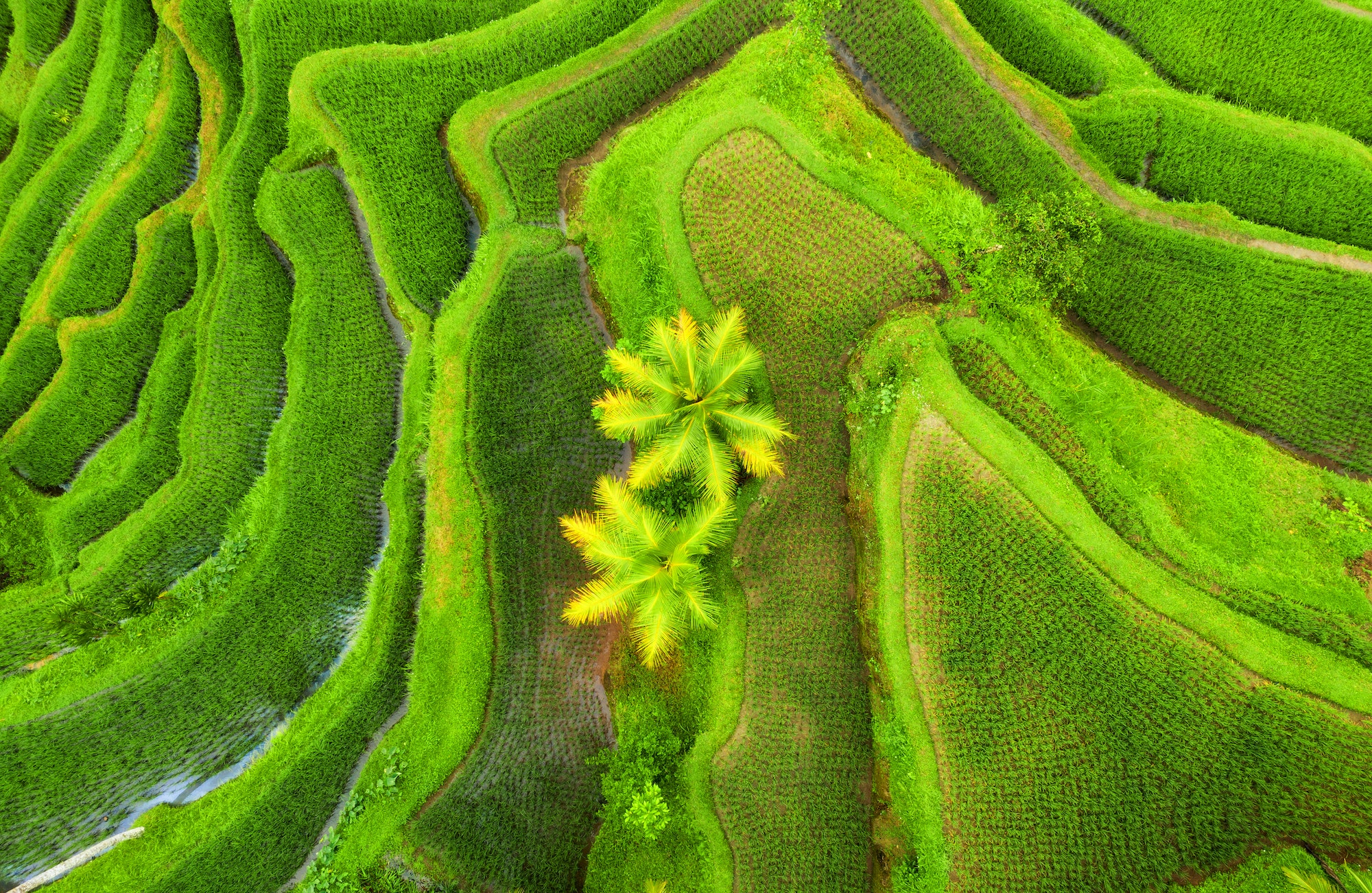 Air view of rice terraces, Bali, Indonesia
