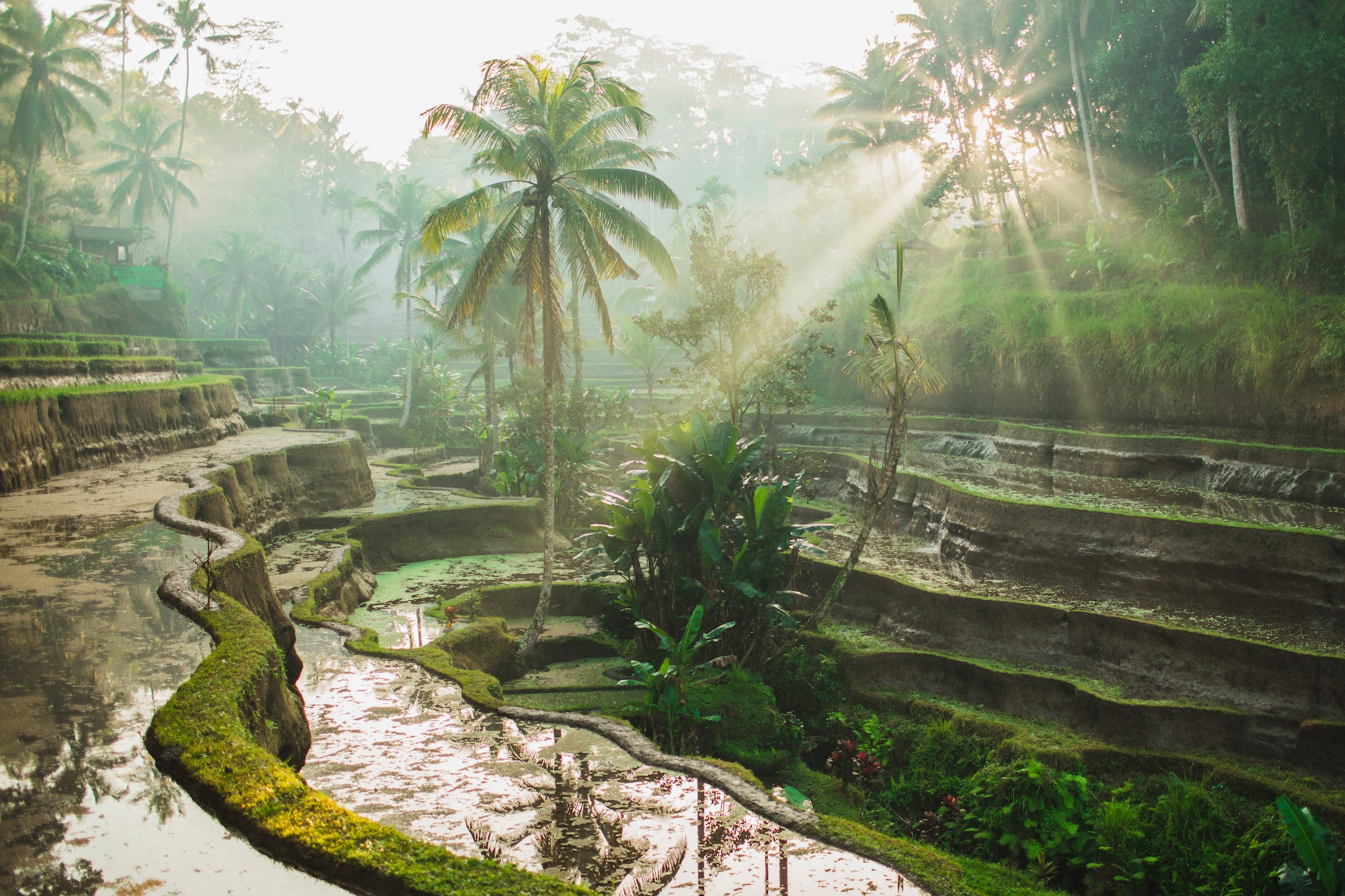 Beautiful sunrise over famous balinese landmark Tegalalang rice terraces. Magic sun rays