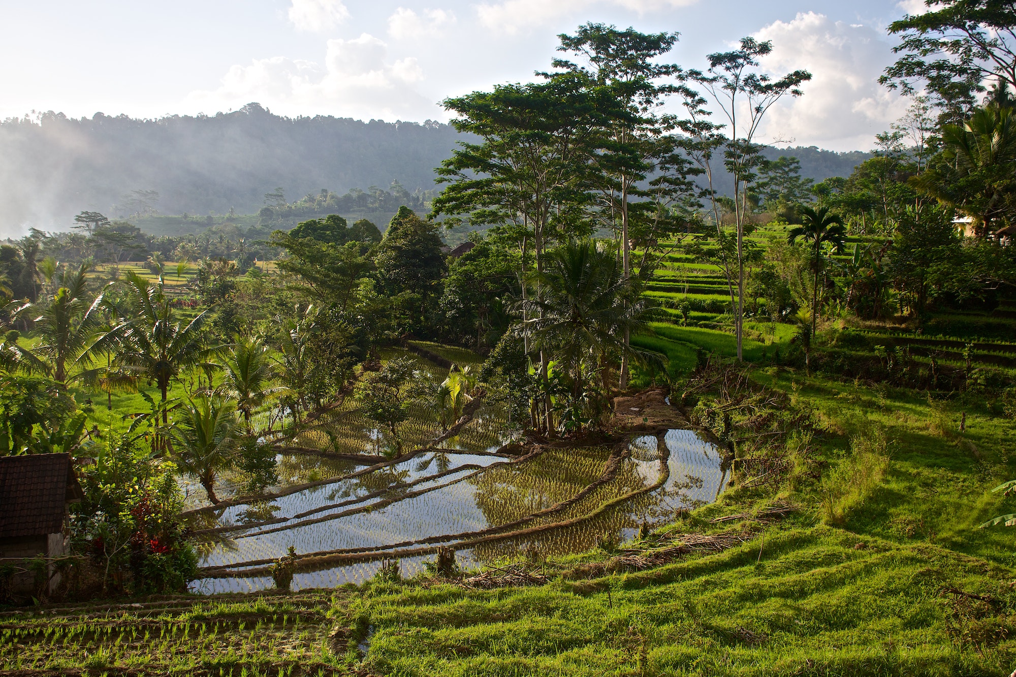 Beautiful tropical landscape in rice green field in Indonesia