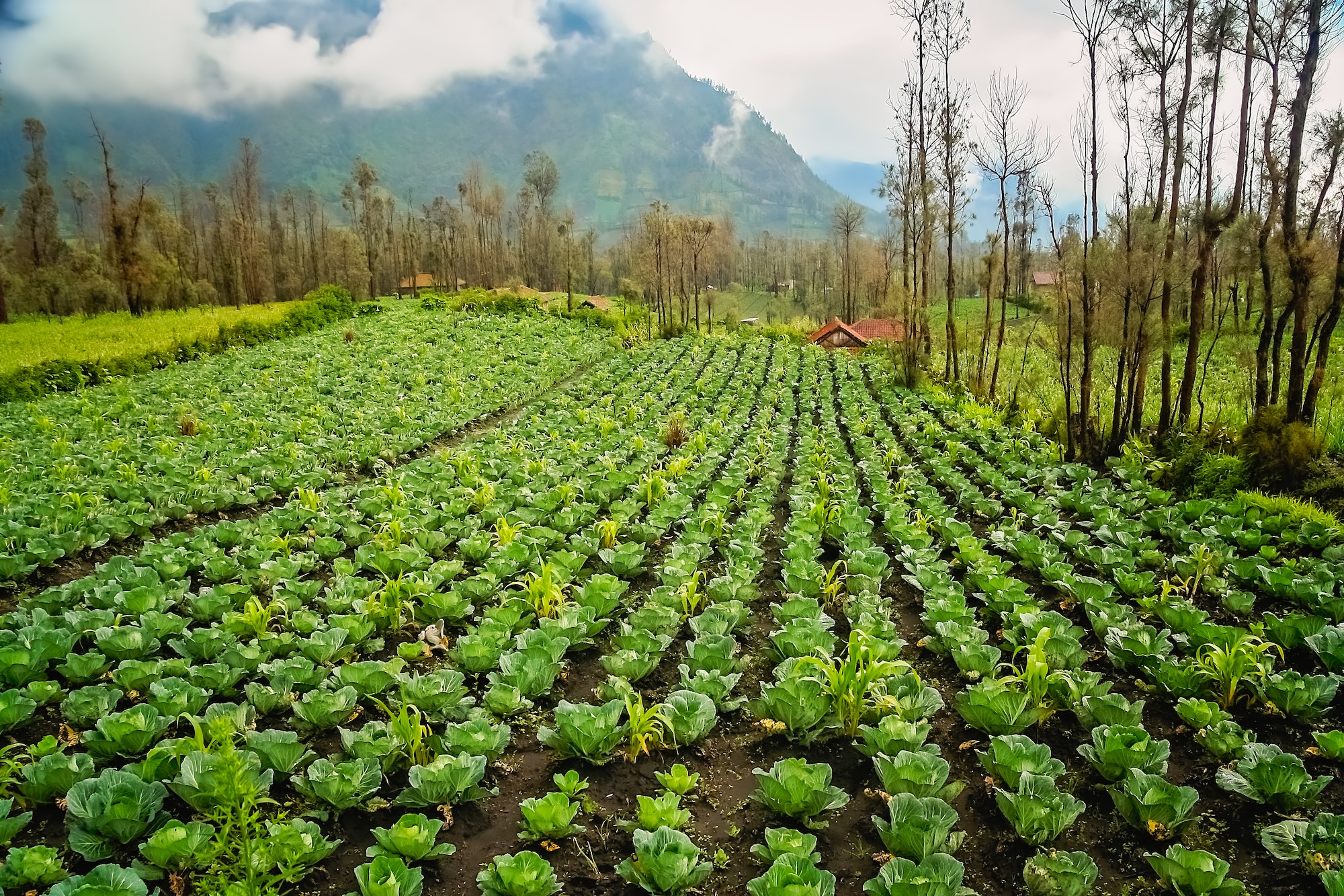 Cabbage plantation in Indonesia