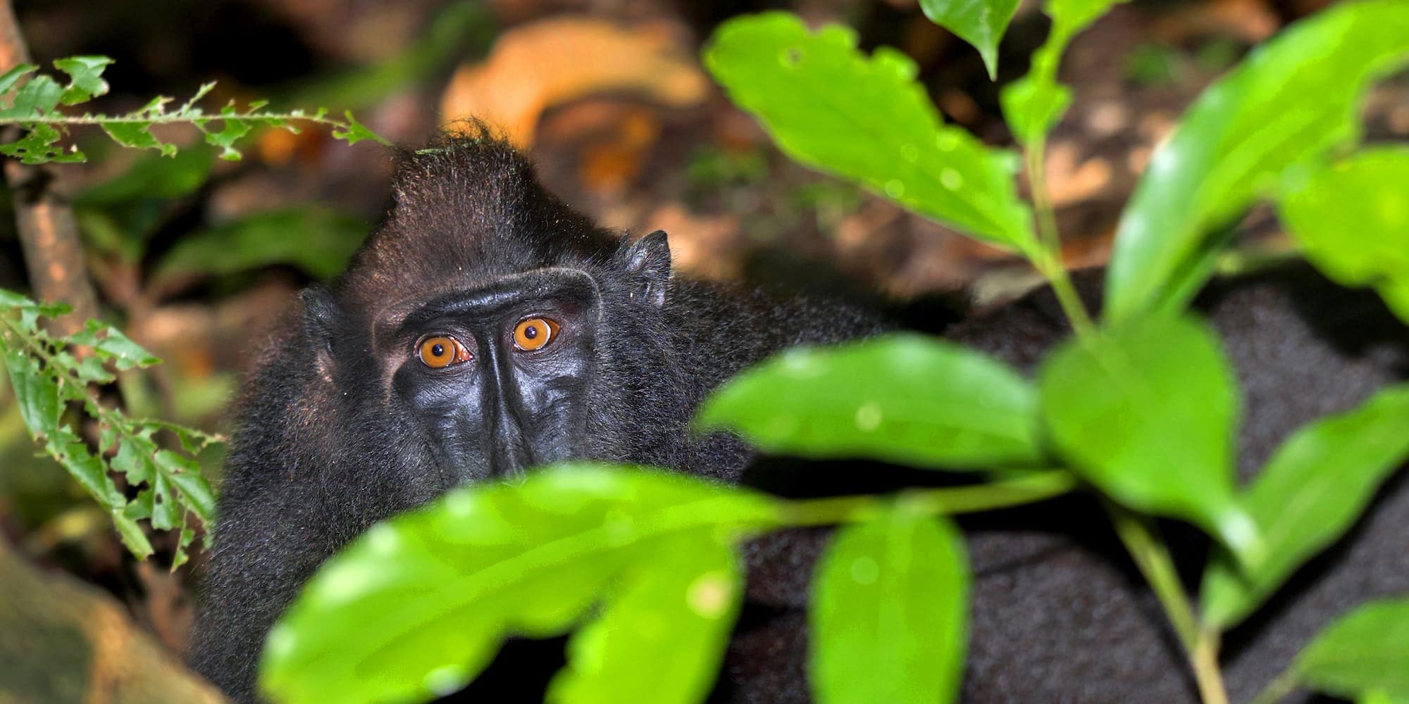 Celebes Crested Macaque, Tangkoko Nature Reserve, Indonesia