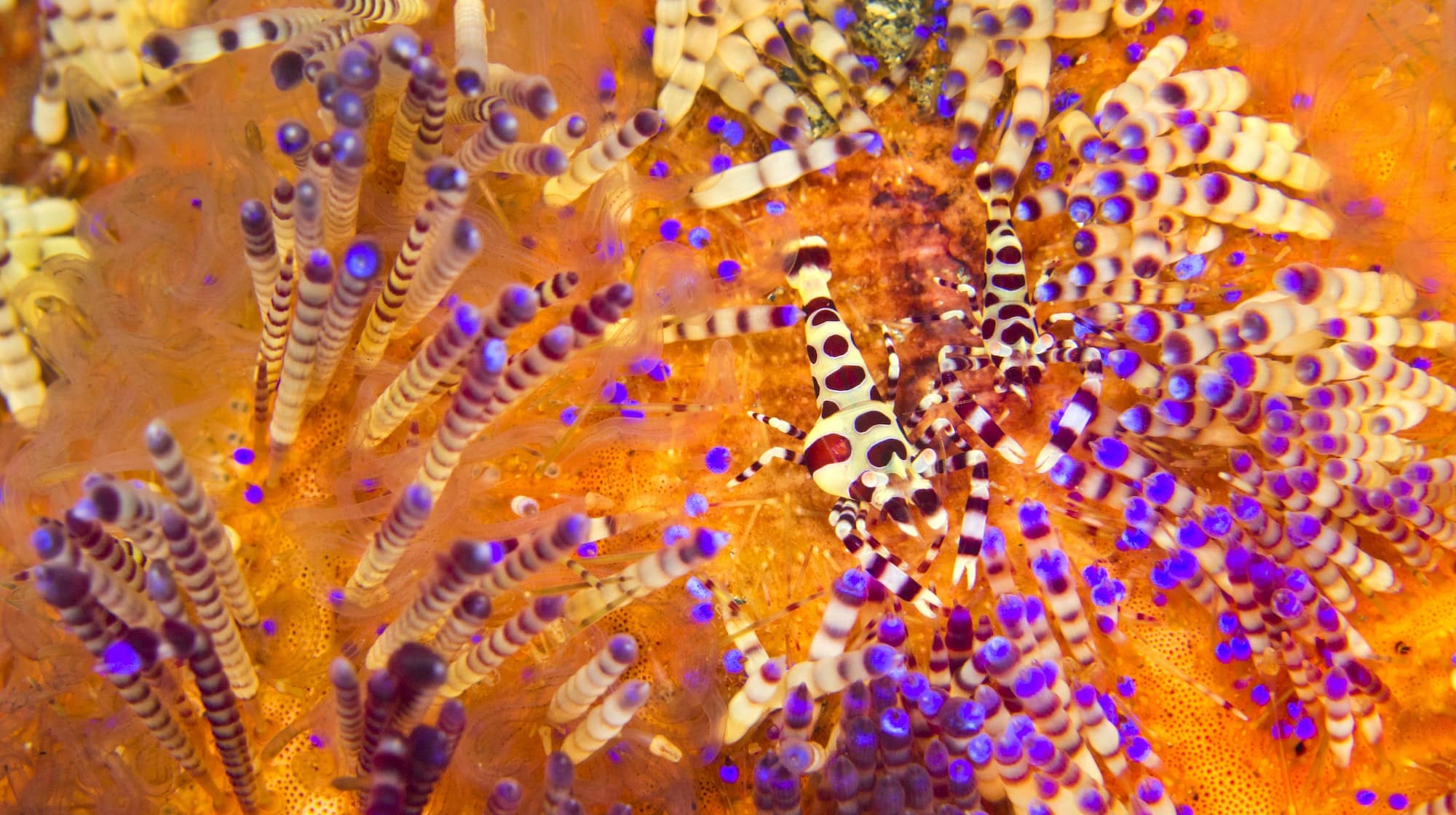 Coleman Shrimp, Sea Urchin, Lembeh, Indonesia