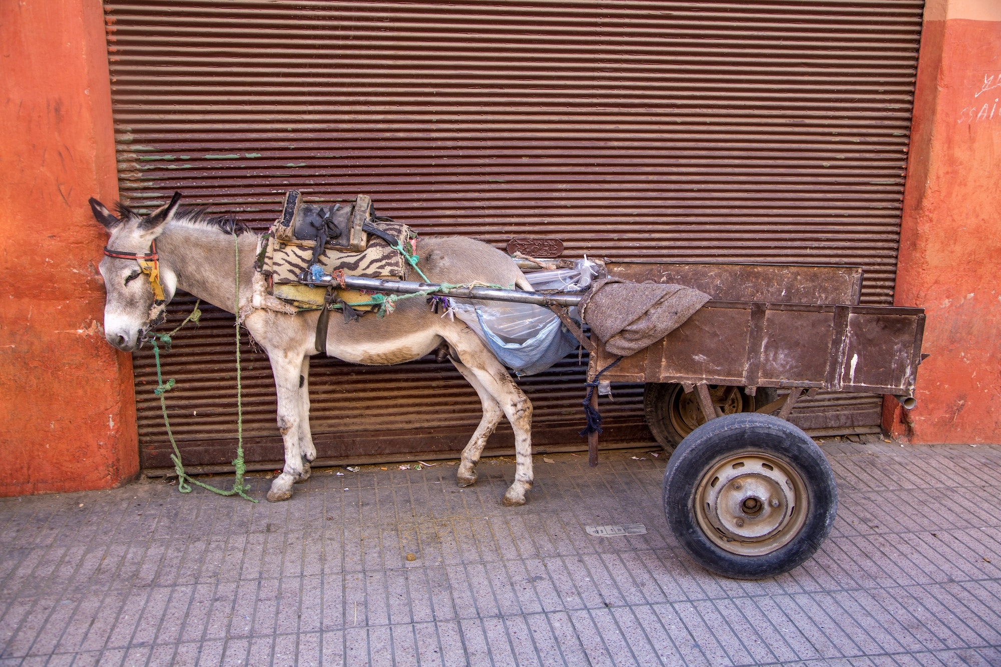 Donkey in Marrakesh