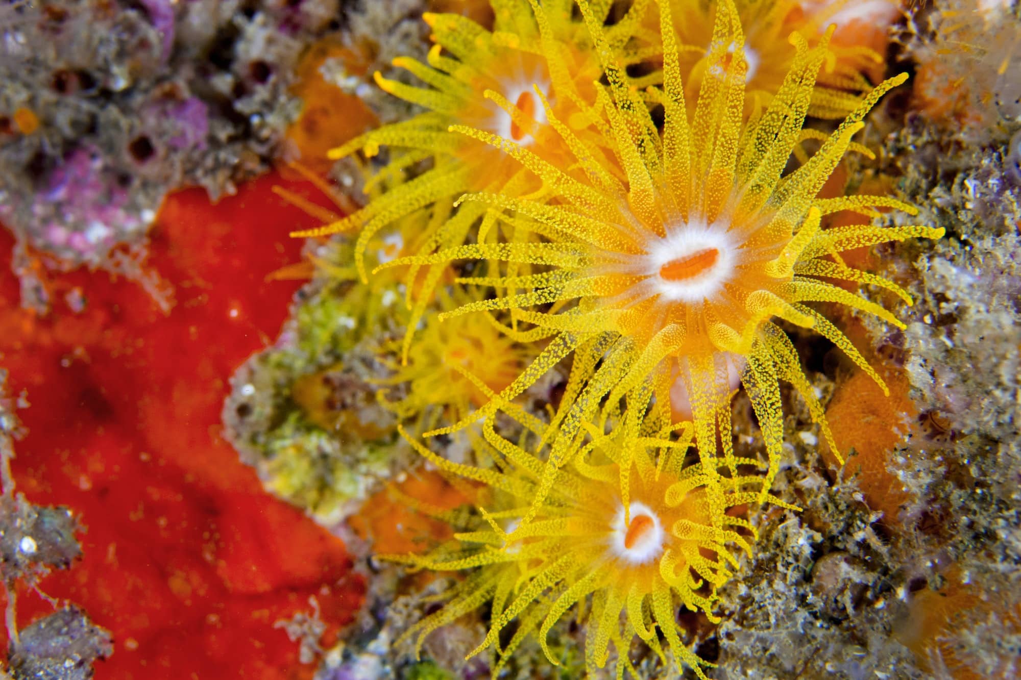 Encrusting Sea Anemone, Lembeh, Indonesia