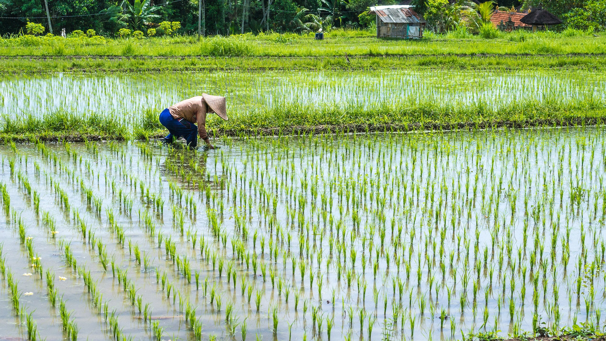 Farmer transplant rice in a field, Bali, Indonesia