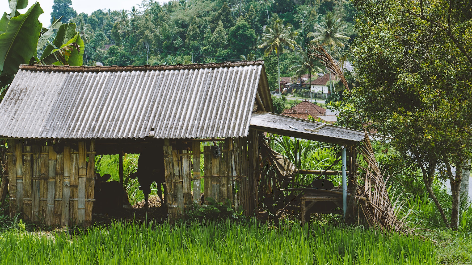 in Lush green Rice tarrace in Sidemen, Bali, Indonesia
