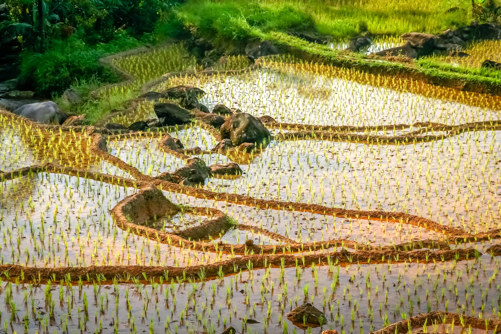 Indonesian ricefield terraces
