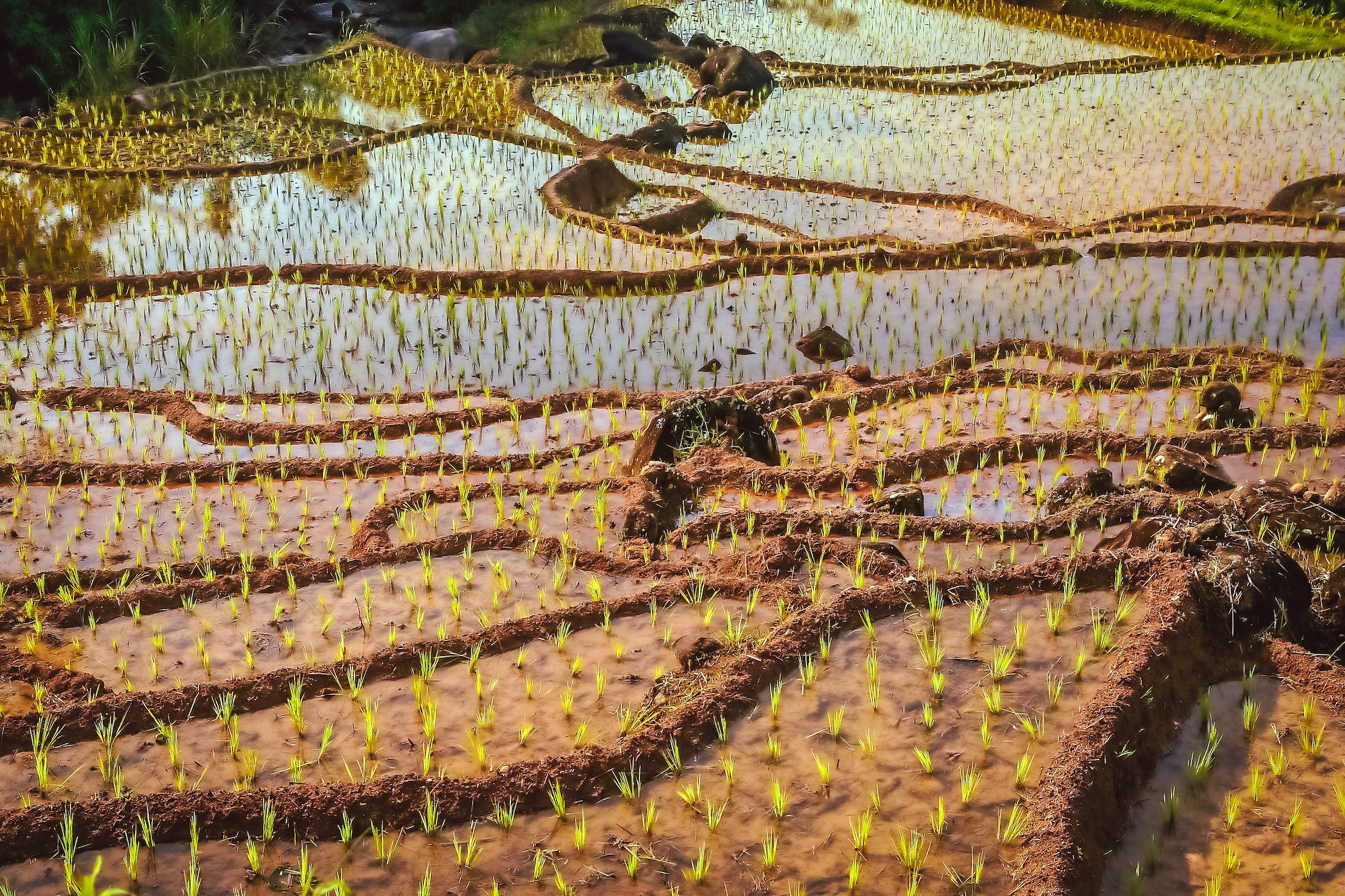 Indonesian ricefield terraces
