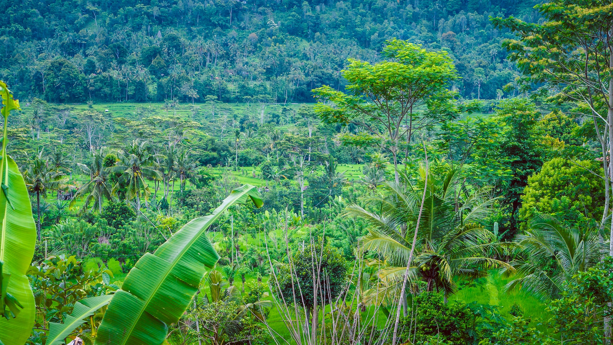 Jungle in Sidemen, Bali, Indonesia