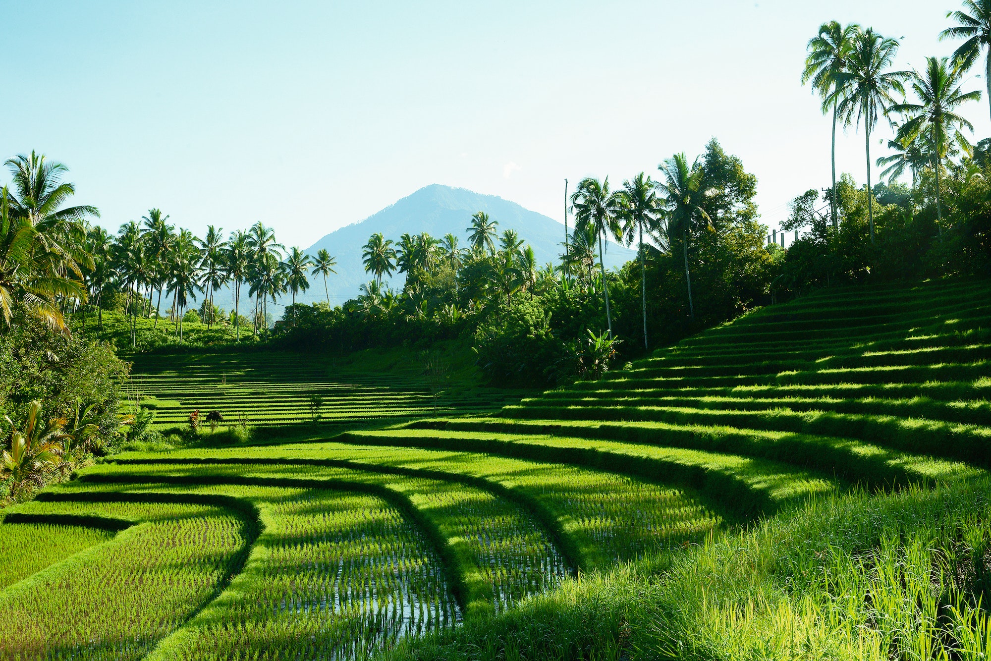 Rice Field landscape in Indonesia.