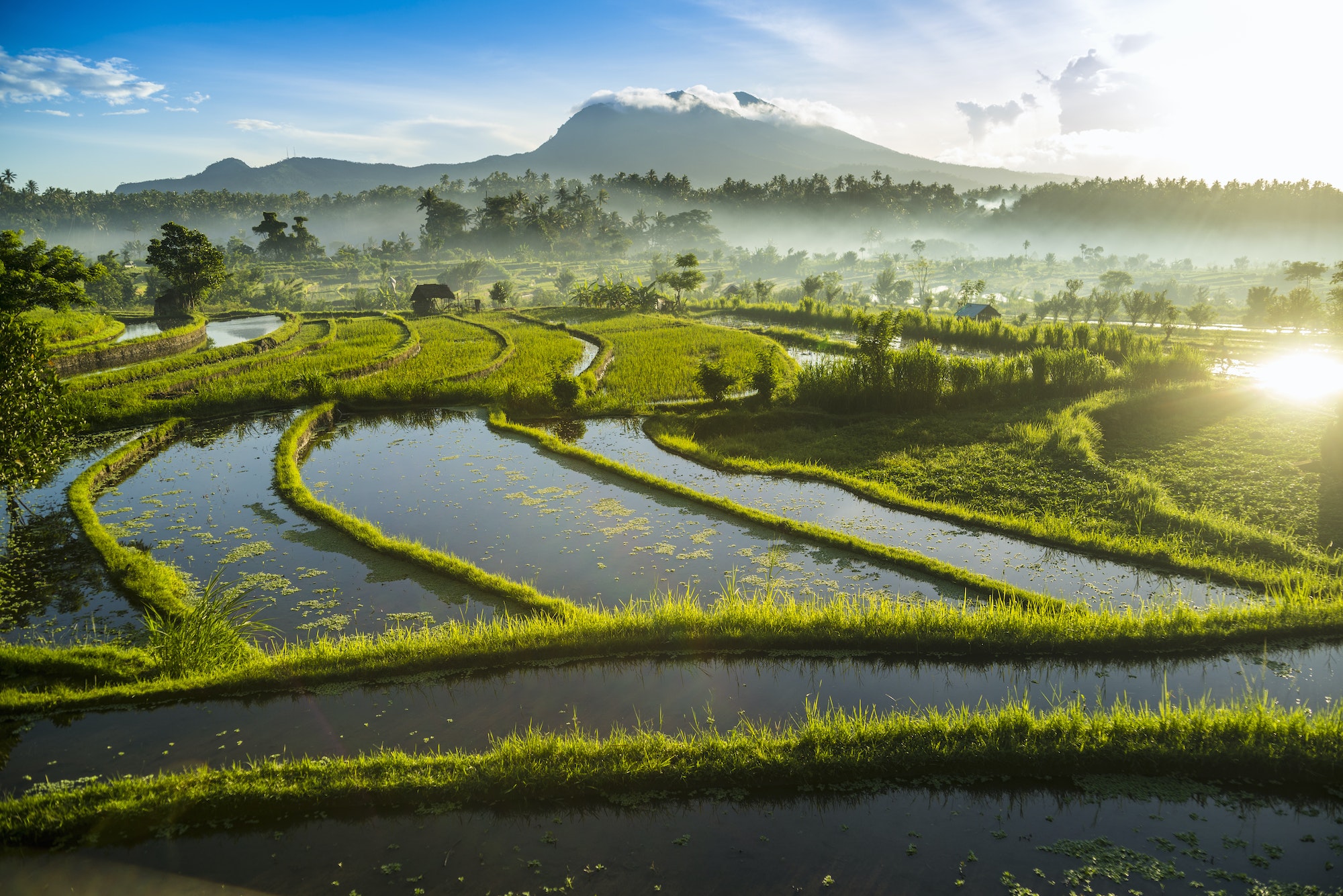 Rice fields, Bali, Indonesia