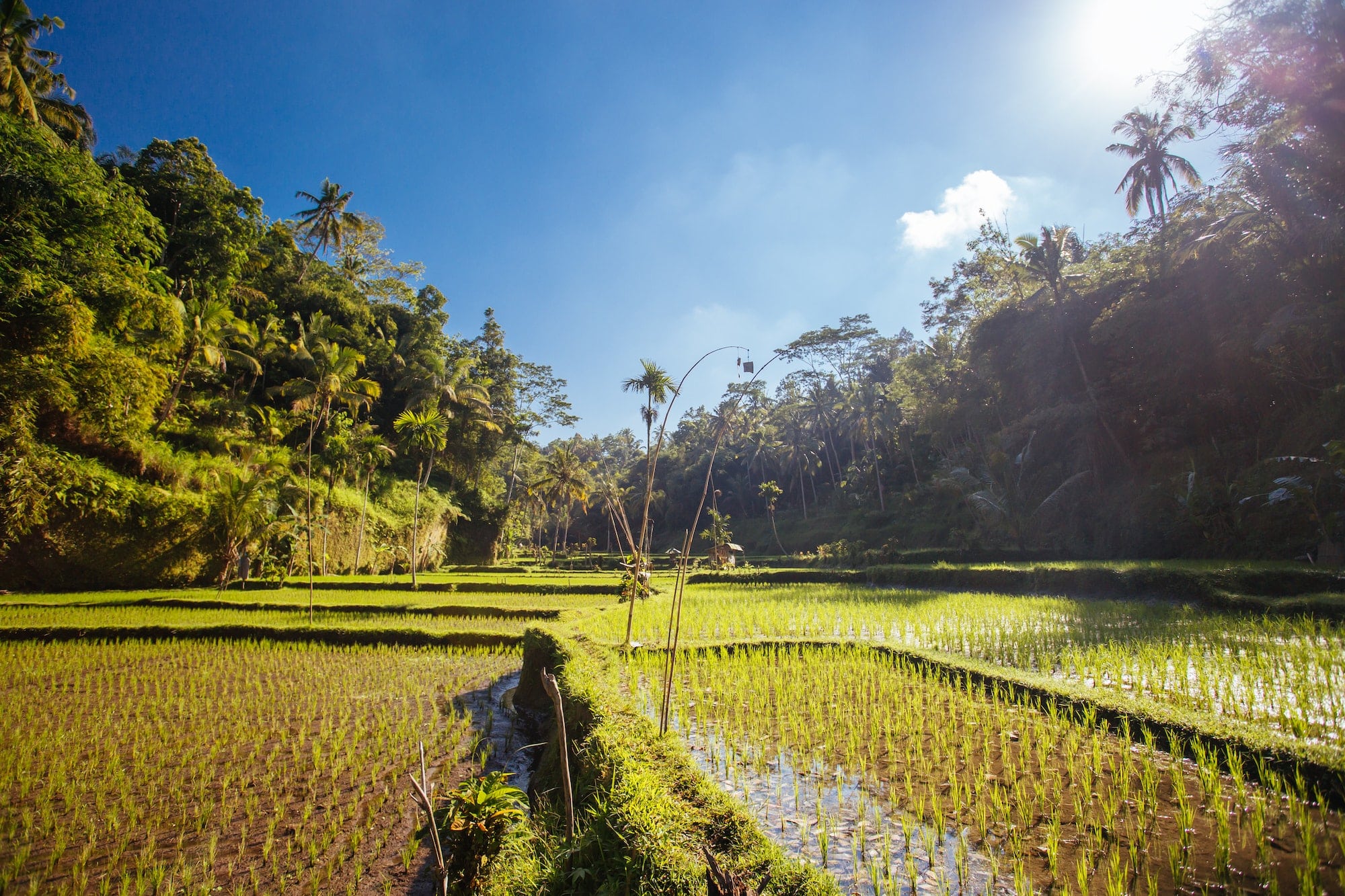 Rice Fields Near Ubud Bali Indonesia
