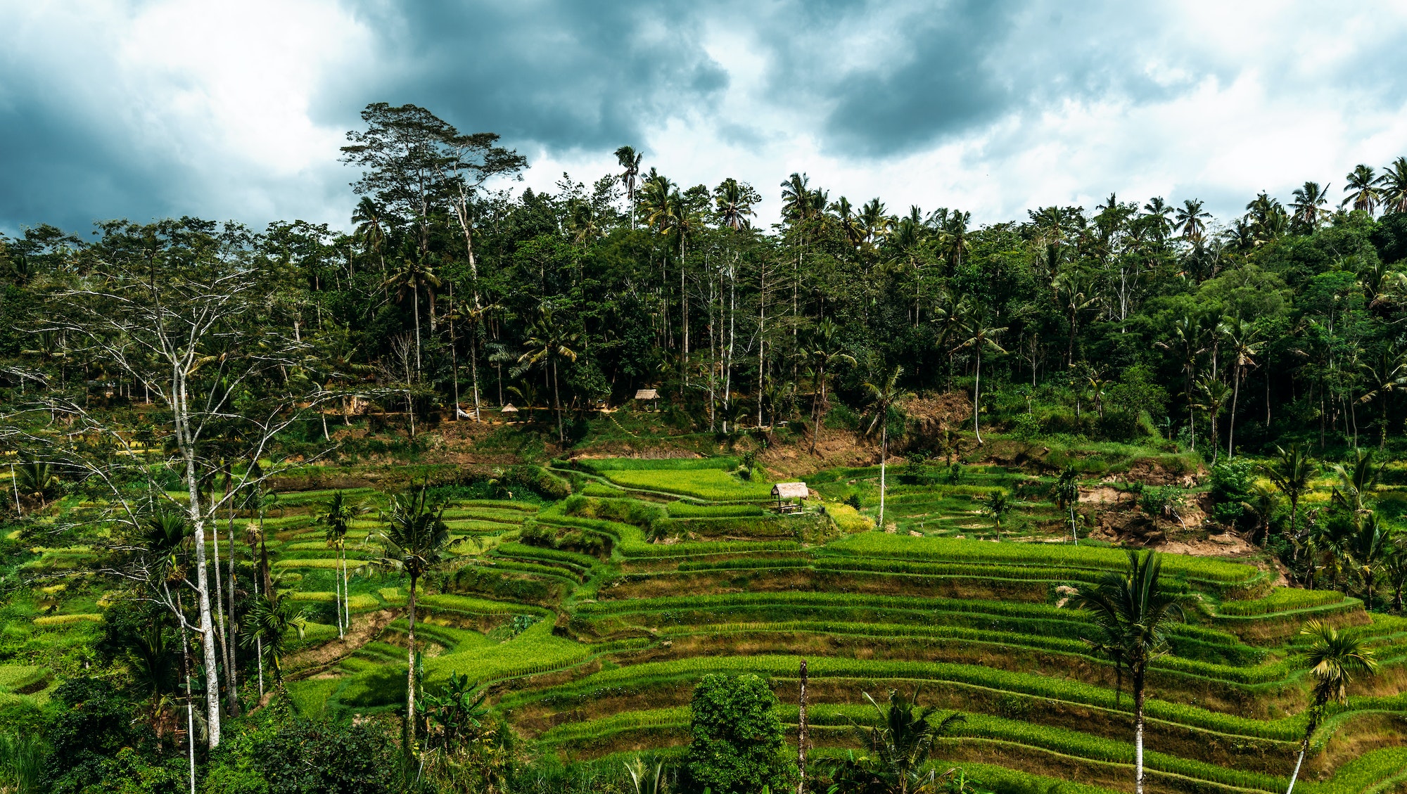 Rice terraces in Bali Indonesia. Terrace rice fields, Bali, Indonesia