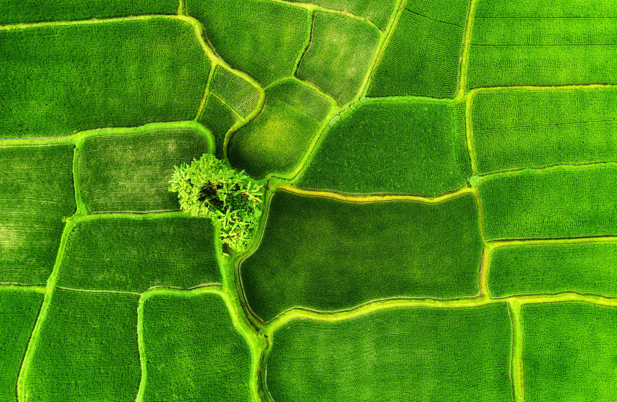 Rice terraces in Indonesia. View from the air