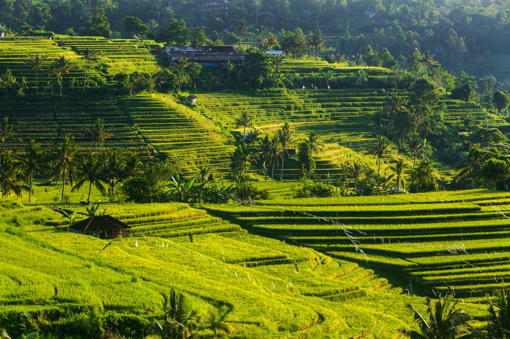 Rice terraces in mountains at sunrise, Bali Indonesia