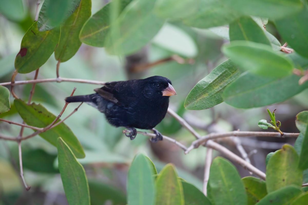 A Small Ground Finch, Geospiza fuliginosa, in the Galapagos