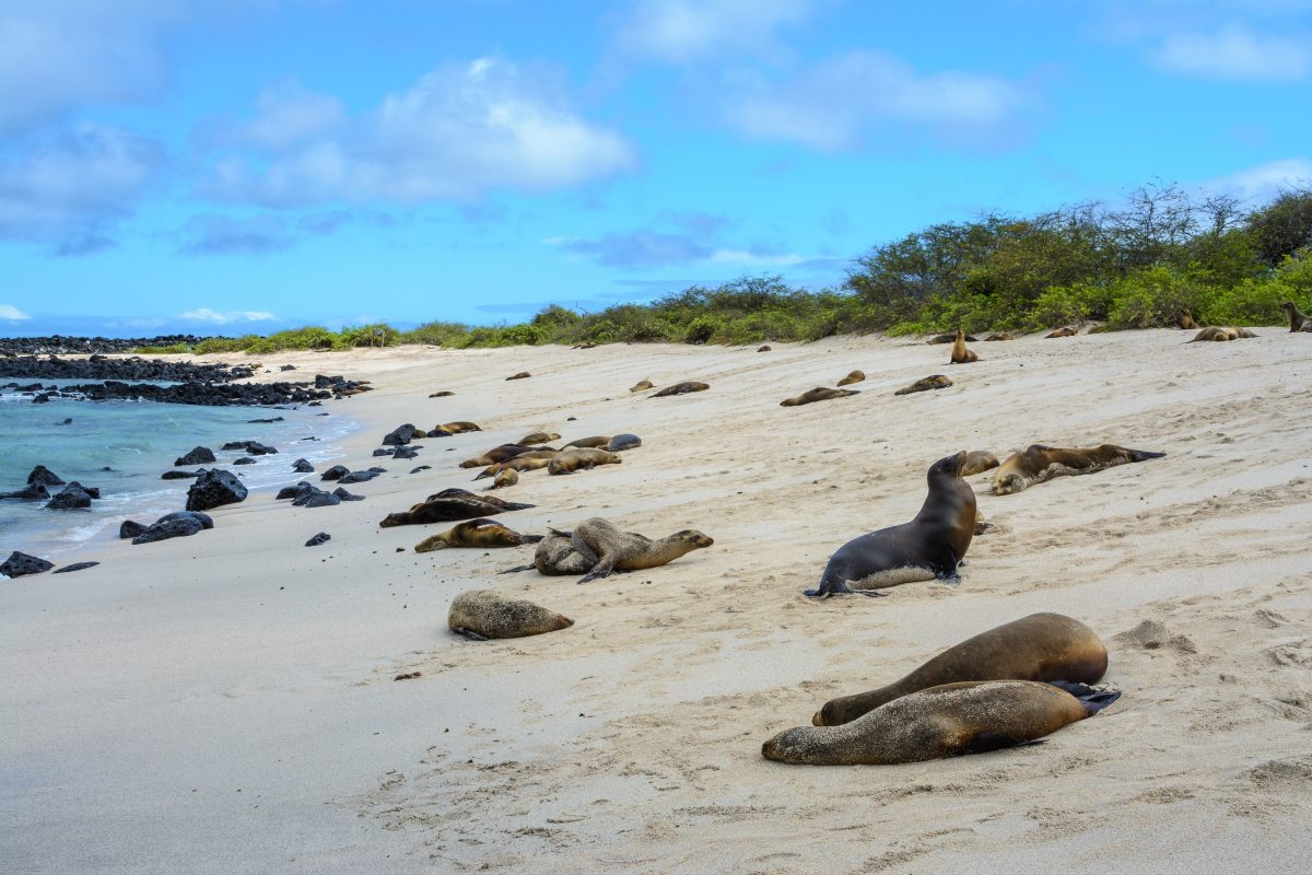 Galapagos sea lions at Punta Carola beach, San Cristobal island, Ecuador