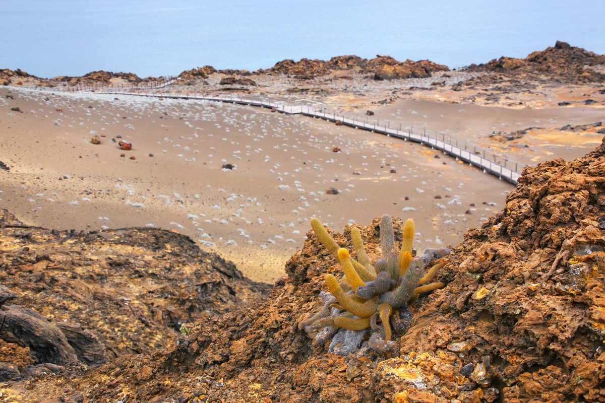 Lava cactus growing on Bartolome island in Galapagos National Pa