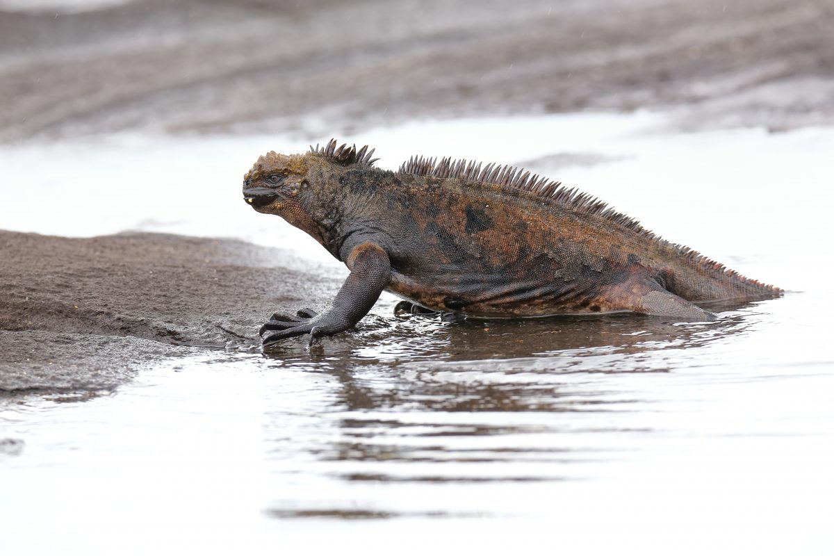 Marine iguana getting out of the water on Santiago Island, Galap