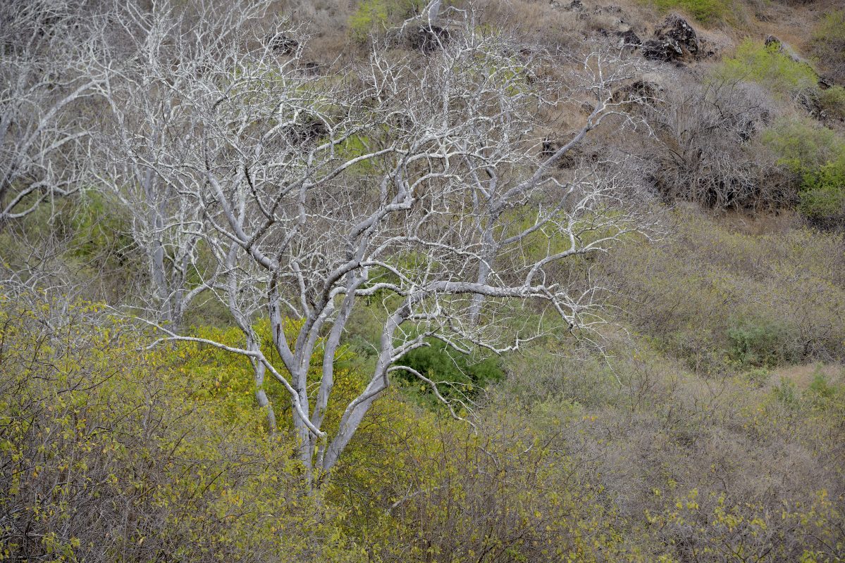 Palo Santo tree (Bursera graveolens), Santiago Island, Galapagos Islands, Ecuador