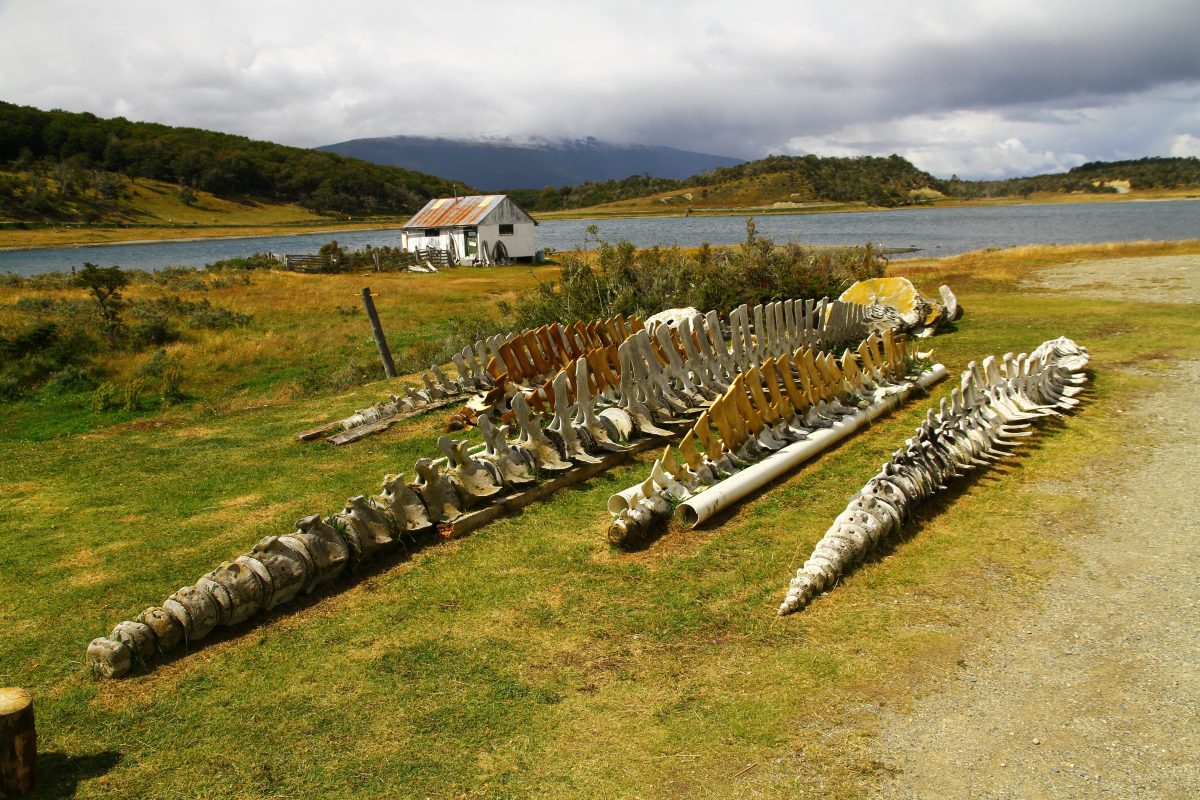USHUAIA, ARGENTINA - 30 January 2019. Huge skeletons of marine mammals are displayed in the garden of Acatushun Museum.