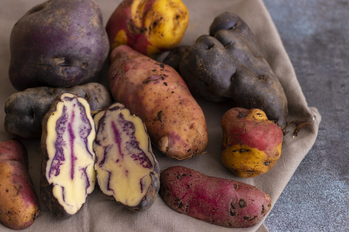 Peruvian native potatoes, harvested in Cusco, Peru